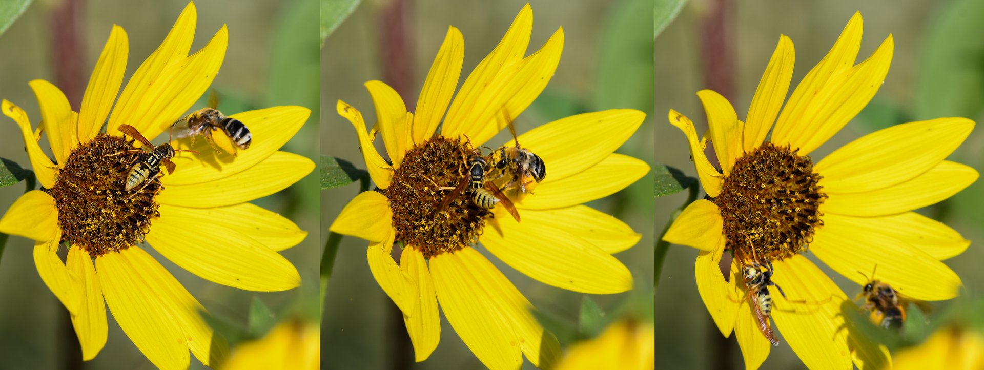 Bee attacks wasp